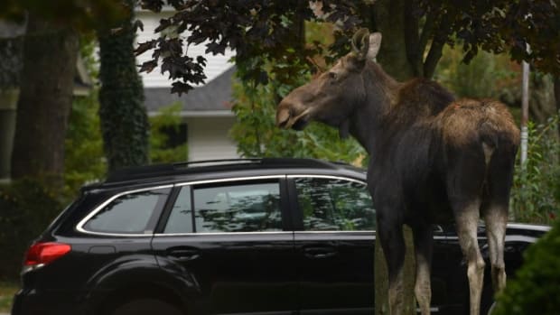Moose sighting in neighborhood.