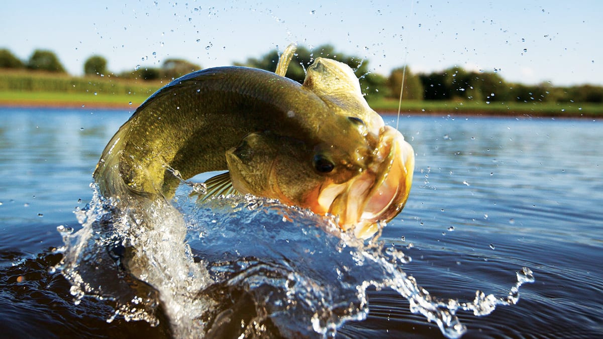 A How-To Guide to Pond Fishing - Athlon Sports