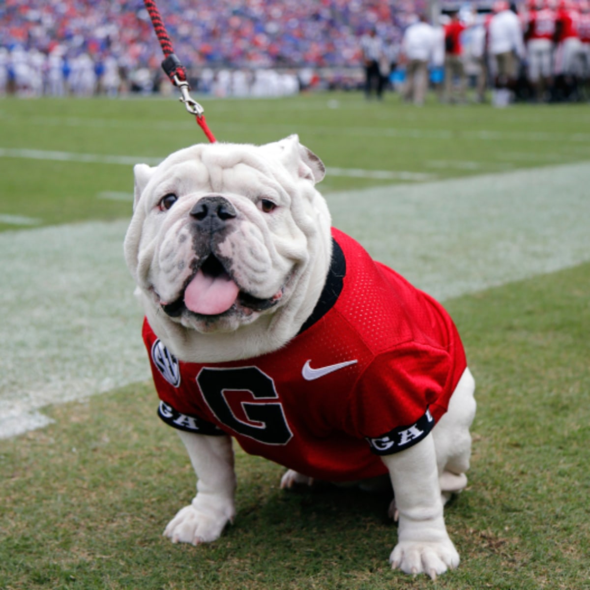 Georgia Bulldogs Football: Team Mascot Uga X, Que, Is Retiring 