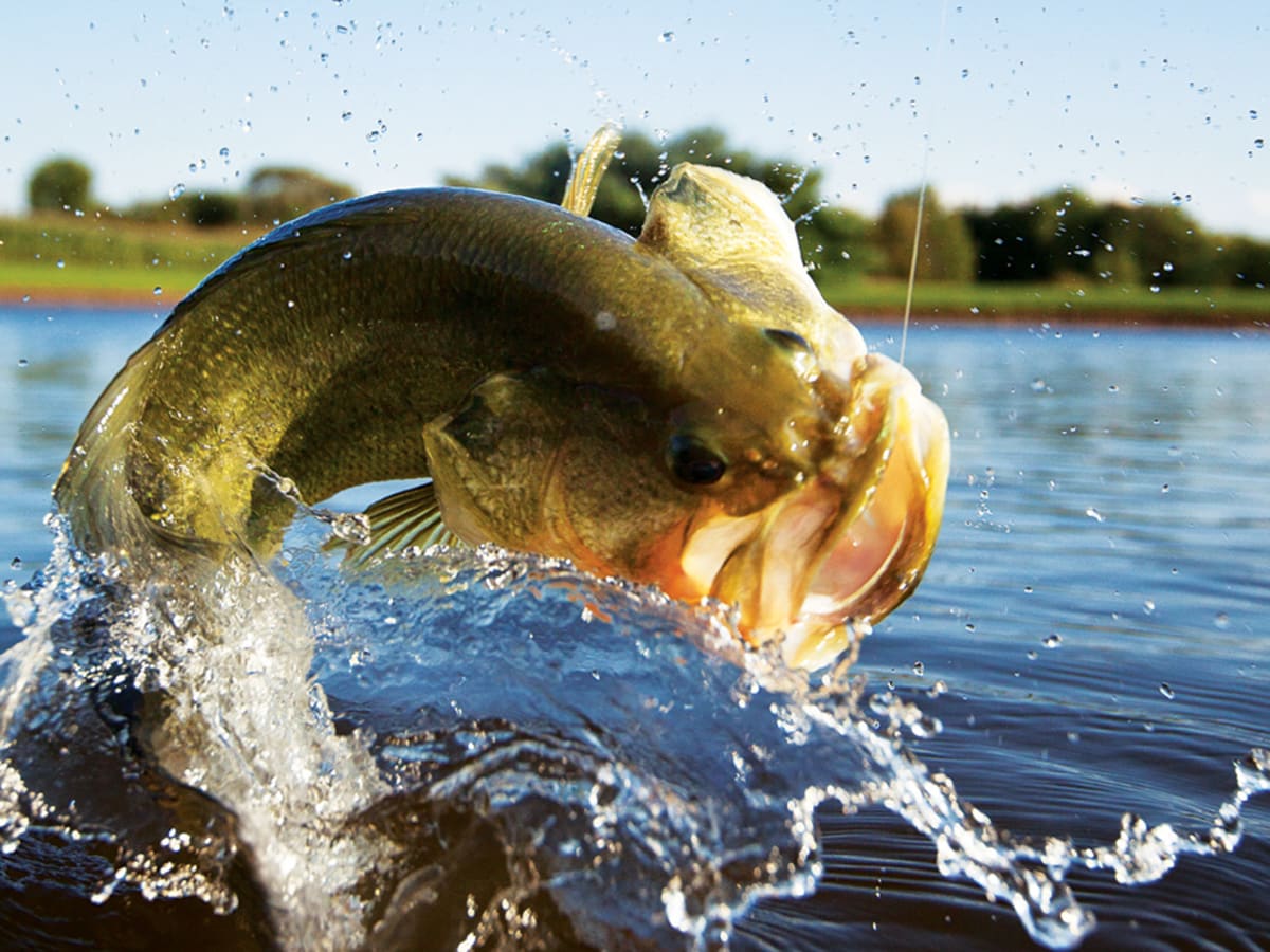 A How-To Guide to Pond Fishing - Athlon Sports  News, Expert Predictions,  and Betting Previews