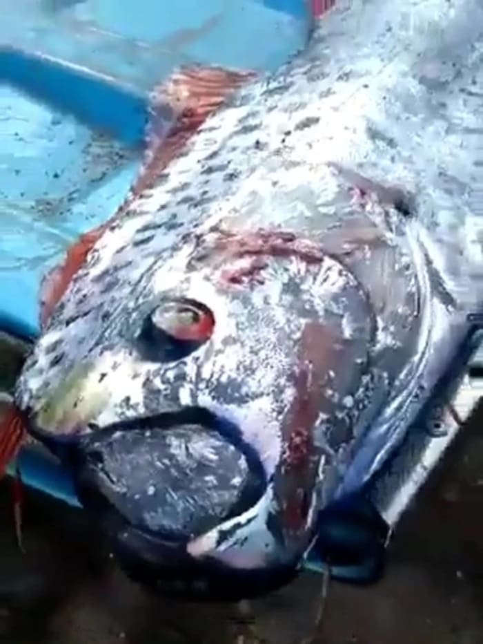 Fishermen Fear Imminent Earthquake After Catching Rare 'Oarfish ...