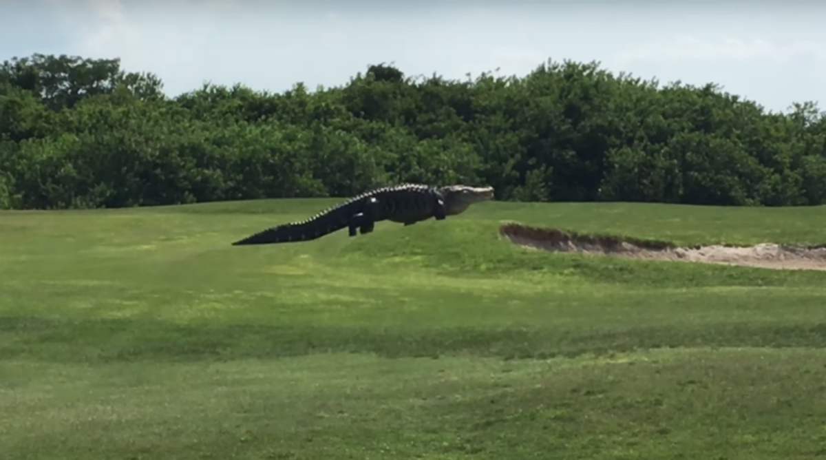 Massive Gator On Golf Course In Sebring Florida