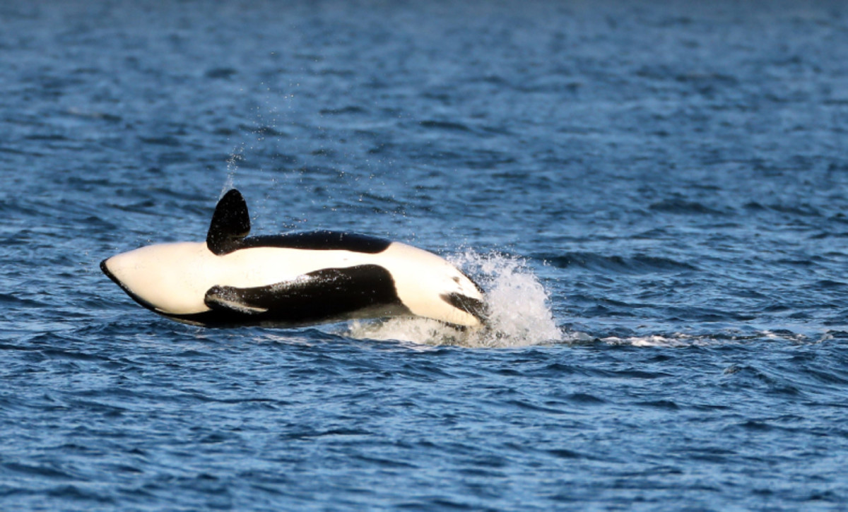 The whale that Jim Irsay wanted to set free has died