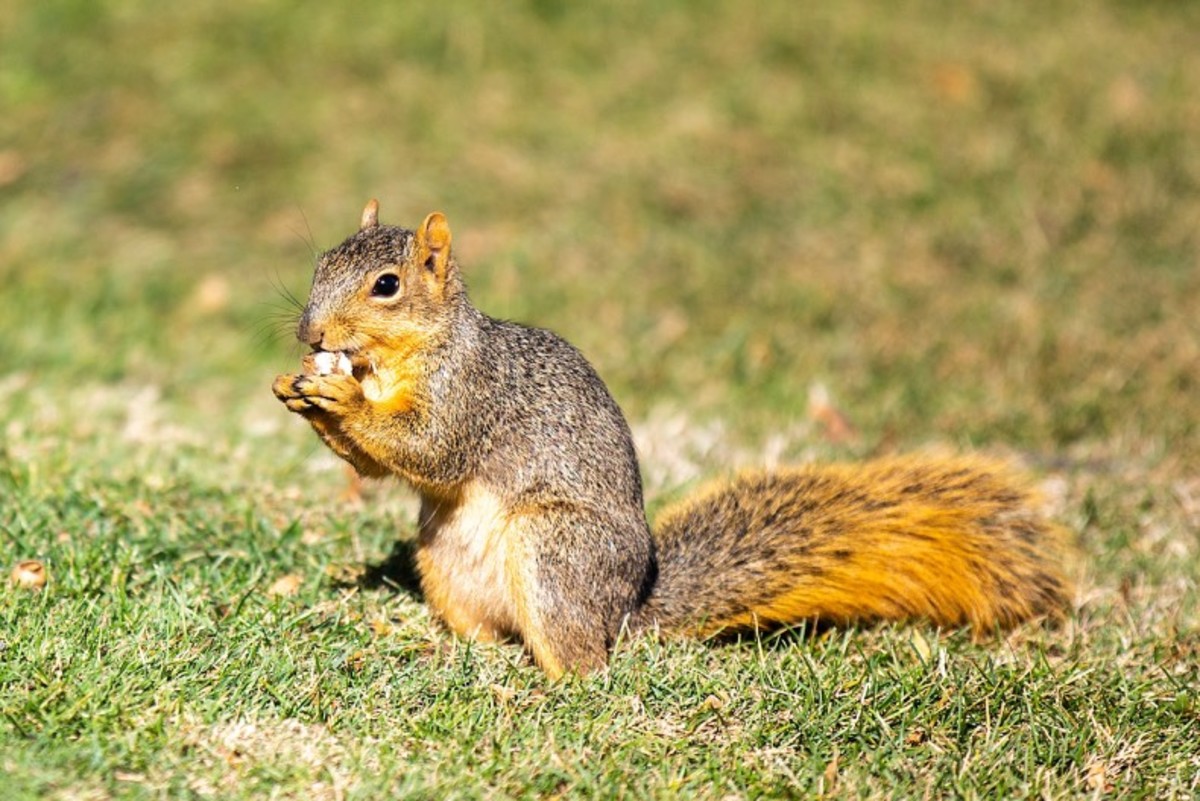 Queens Neighborhood Overwhelmed By Violent Squirrel Attacks ...